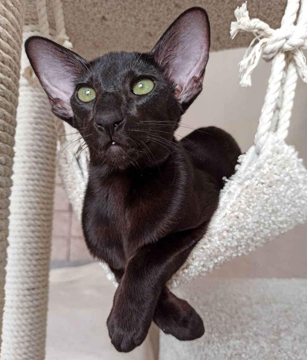 Ориентальная кошка грузин