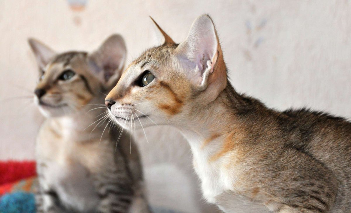 Кошки-Балинез, Ориентал, рекс, Петерболд