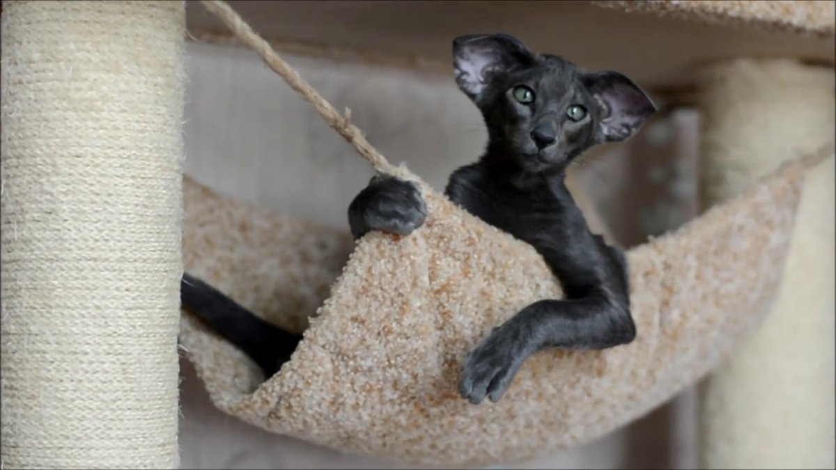 Ориентальная кошка Мем