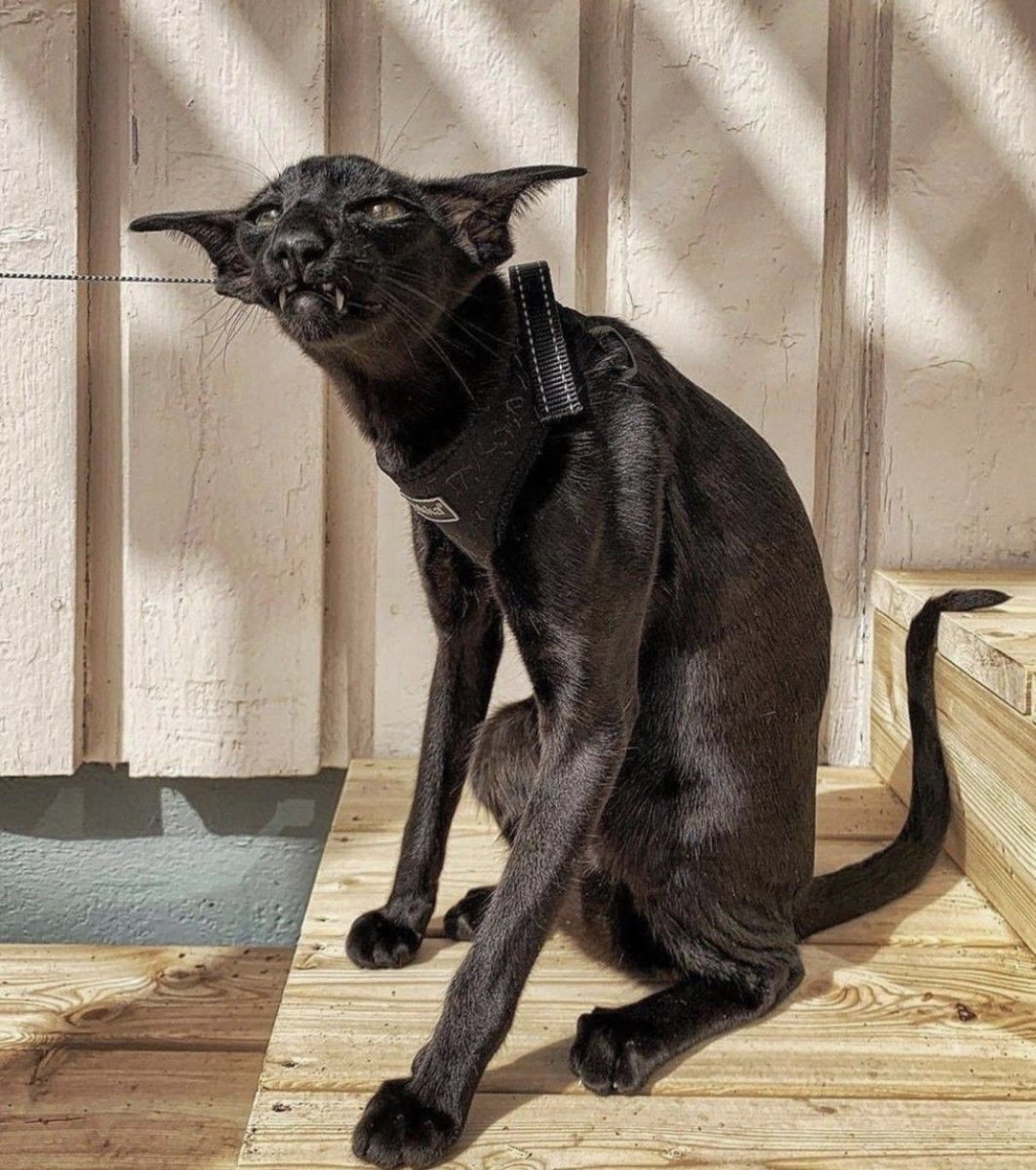 Коты ориенталы грузины