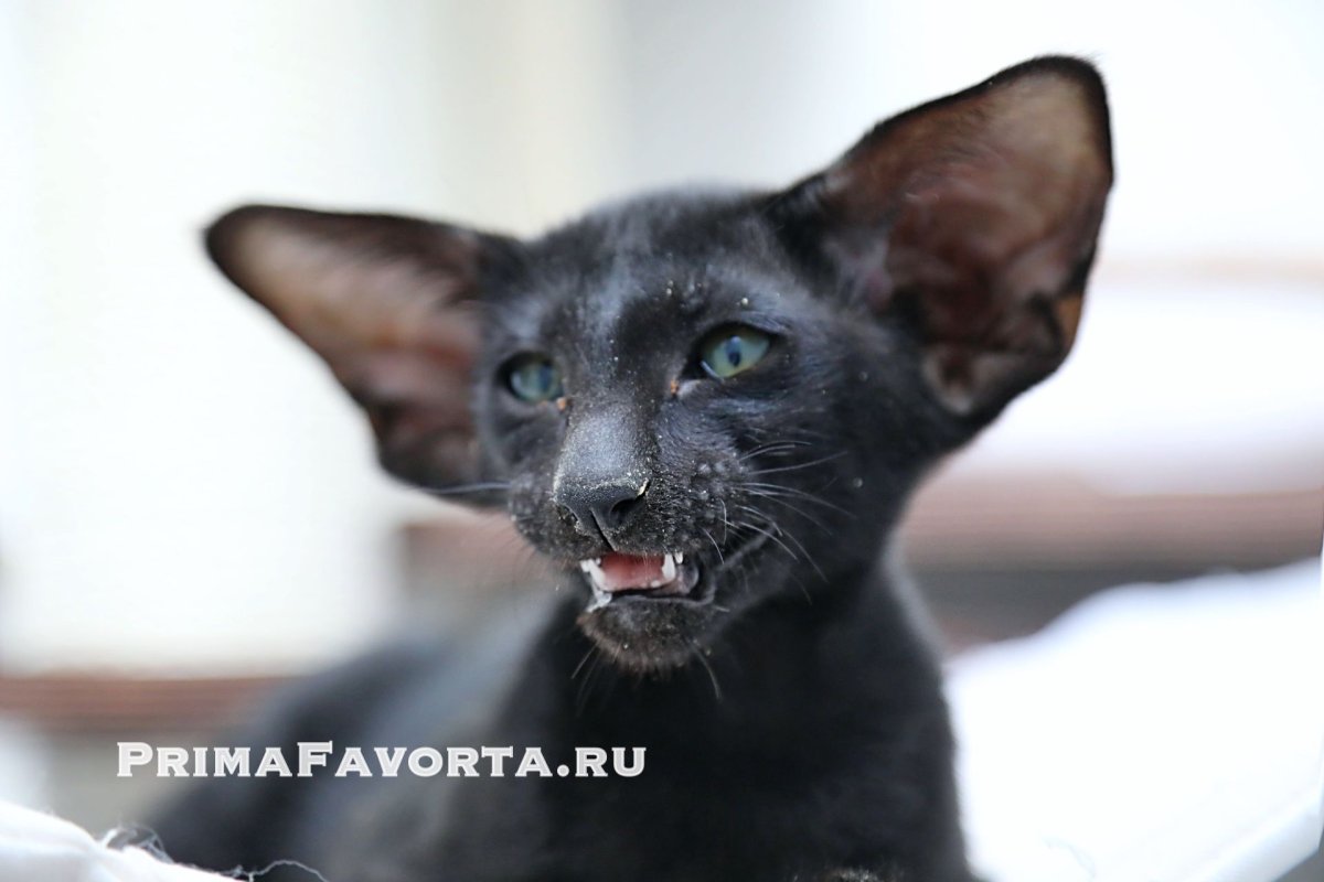 Ориентал мурлыкает