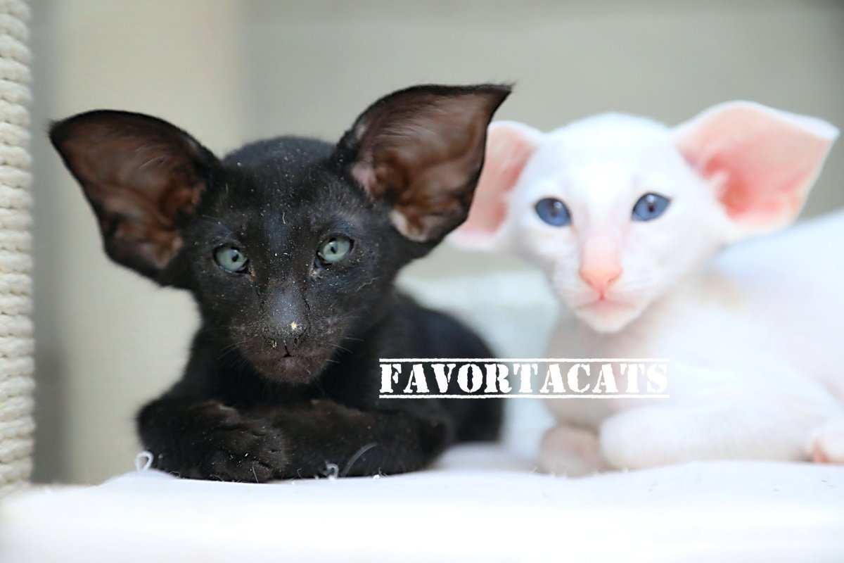 Ориентал с резными ушками