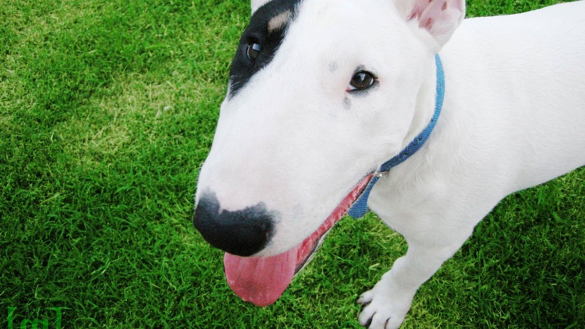 Бультерьер хвост