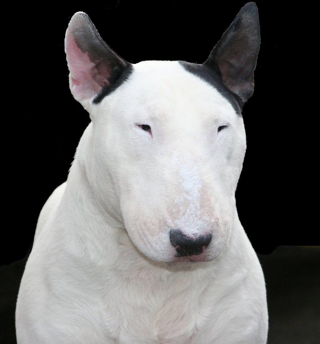 Бультерьер чистокровный