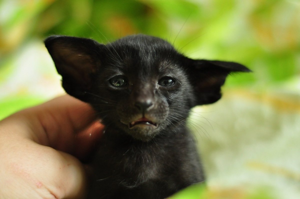 Ориентальная кошка Ямаха