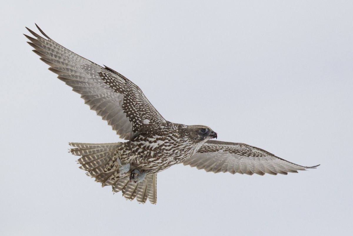 Кречет Falco rusticolus