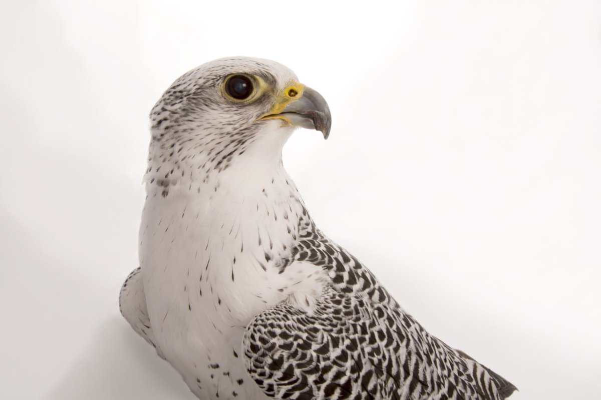 Кречет Дальневосточный