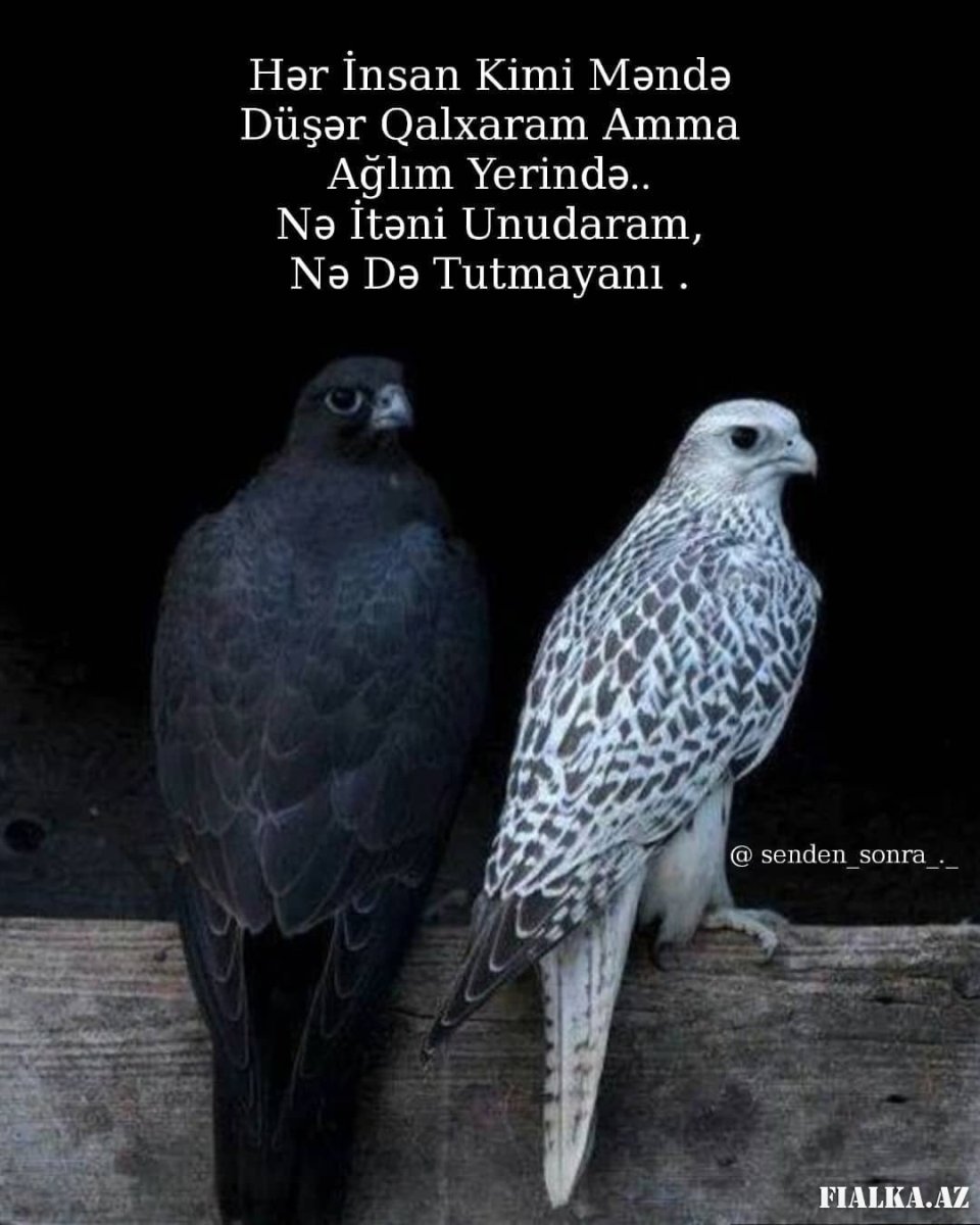 Сокол балобан Шахин