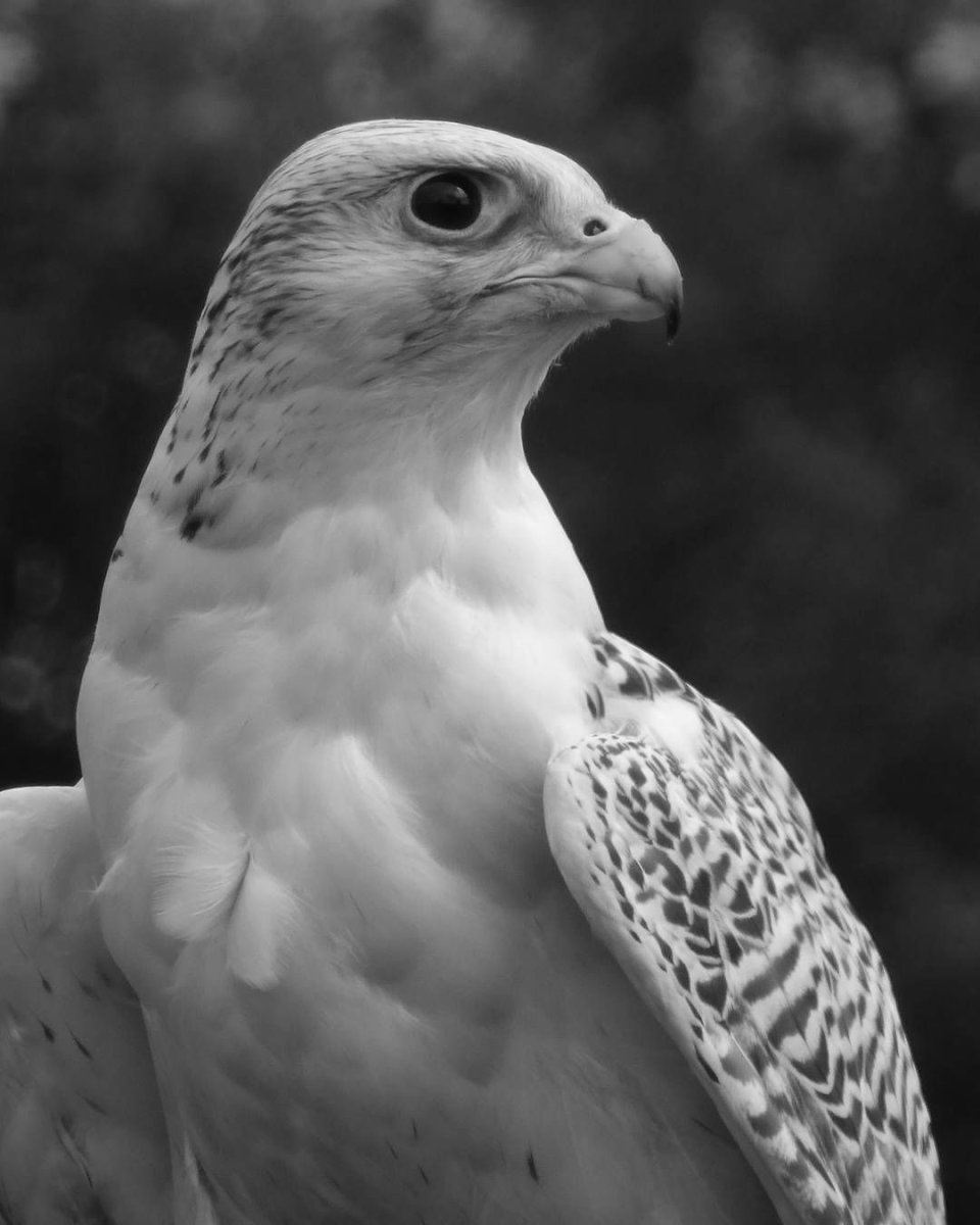 Животные тундры Кречет