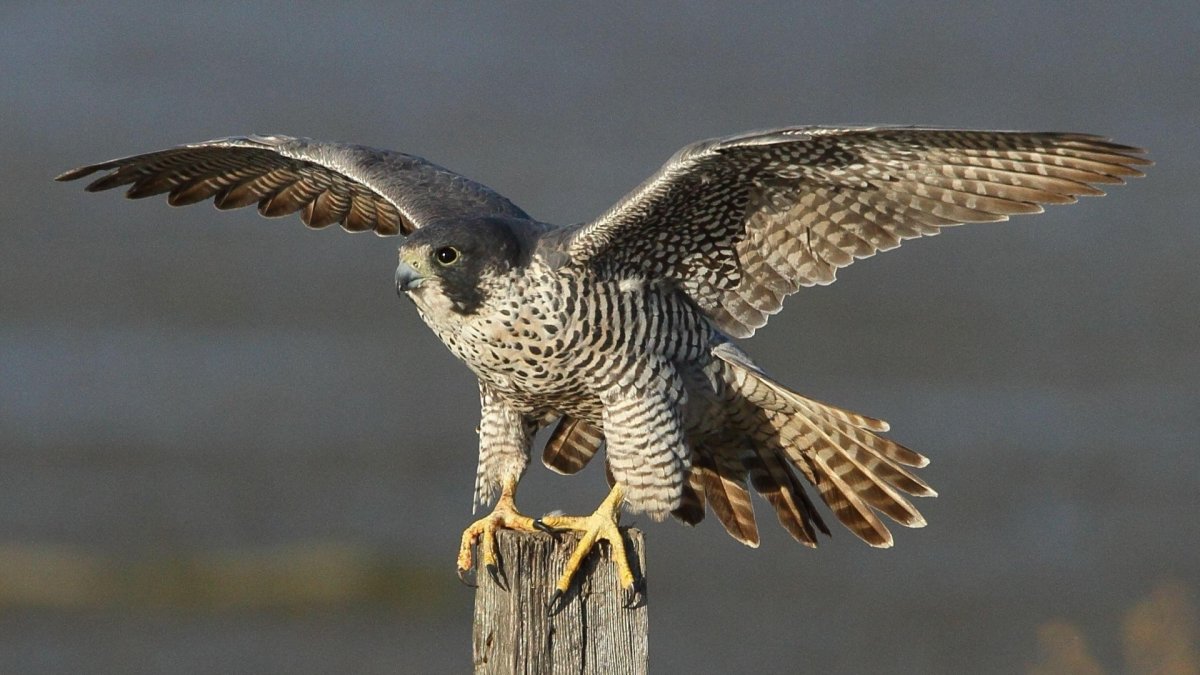 Кречет Falco rusticolus