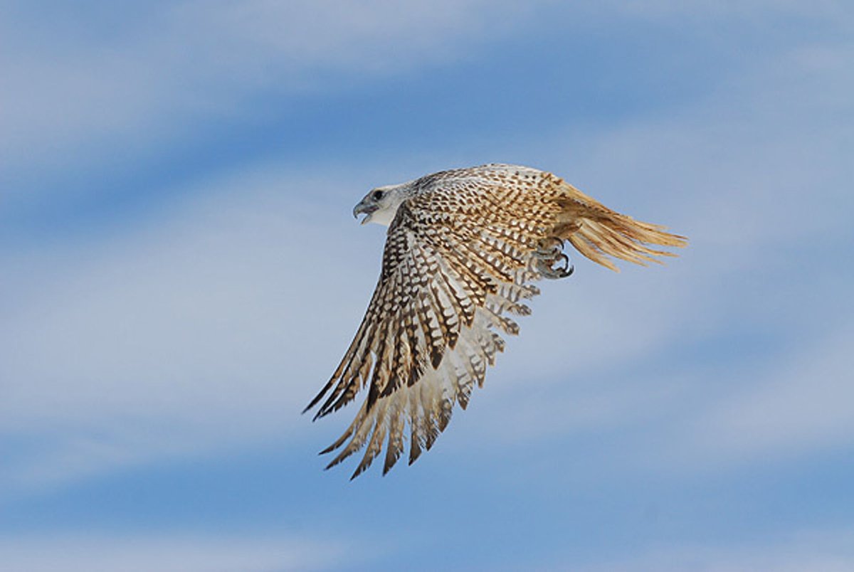 Американская воробьиная пустельга