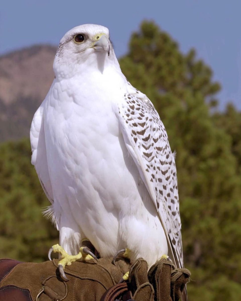 Сокол чеглок в полете