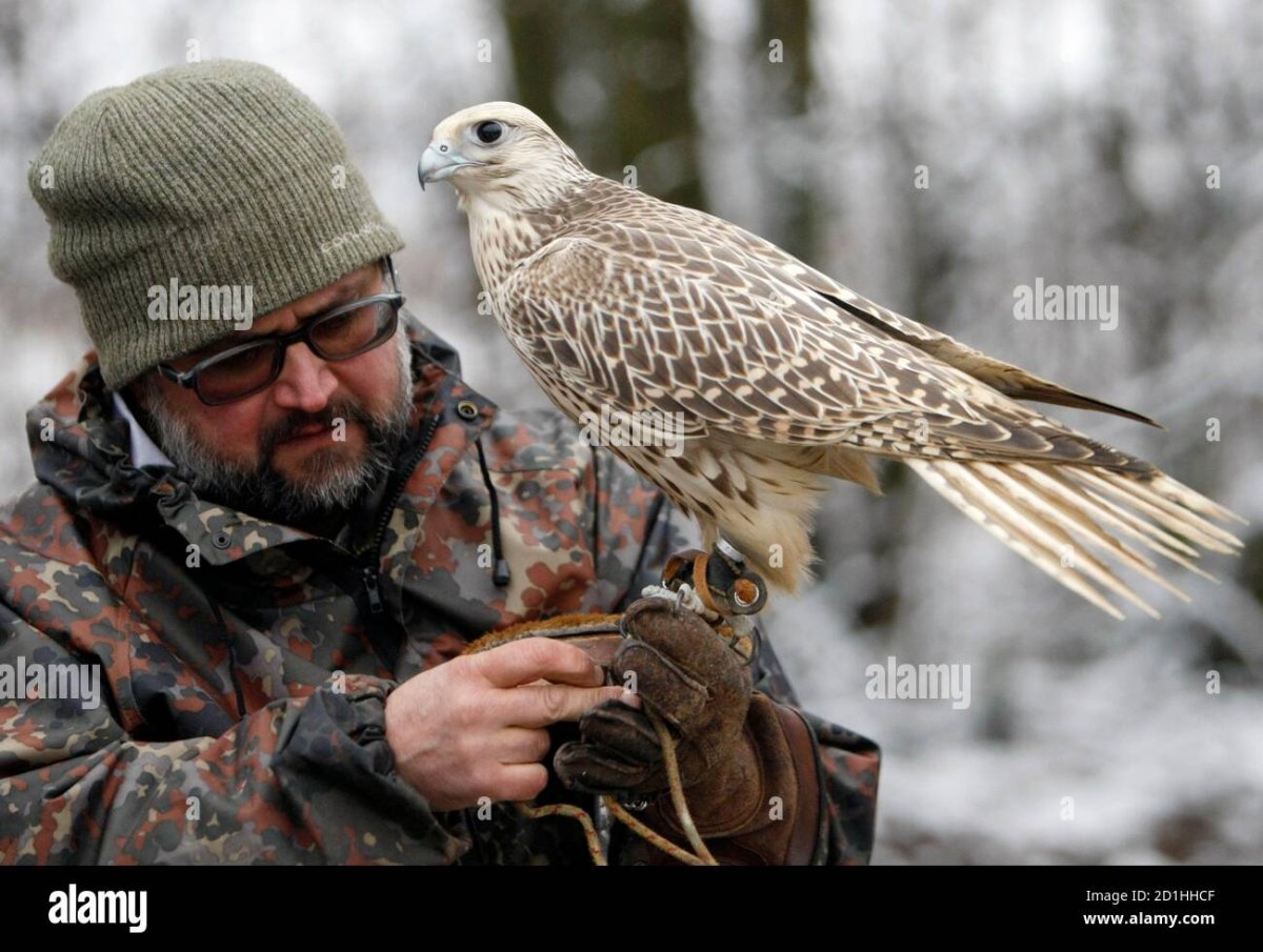 Черный Кречет