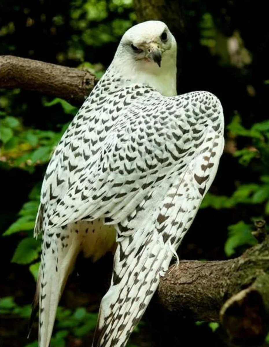 Сокол пустельга Степная