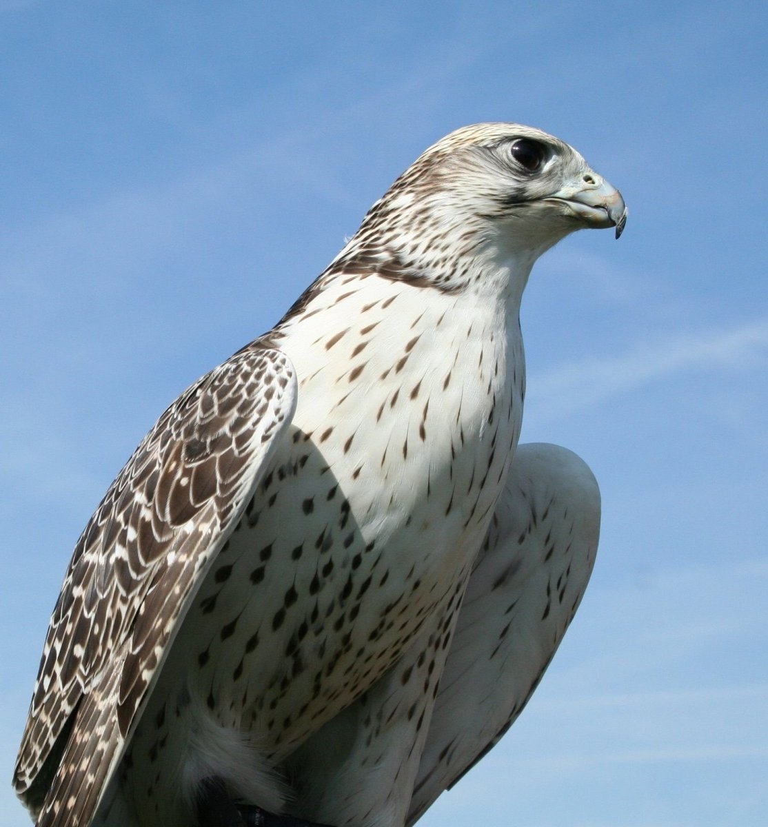 Кречет пустельга