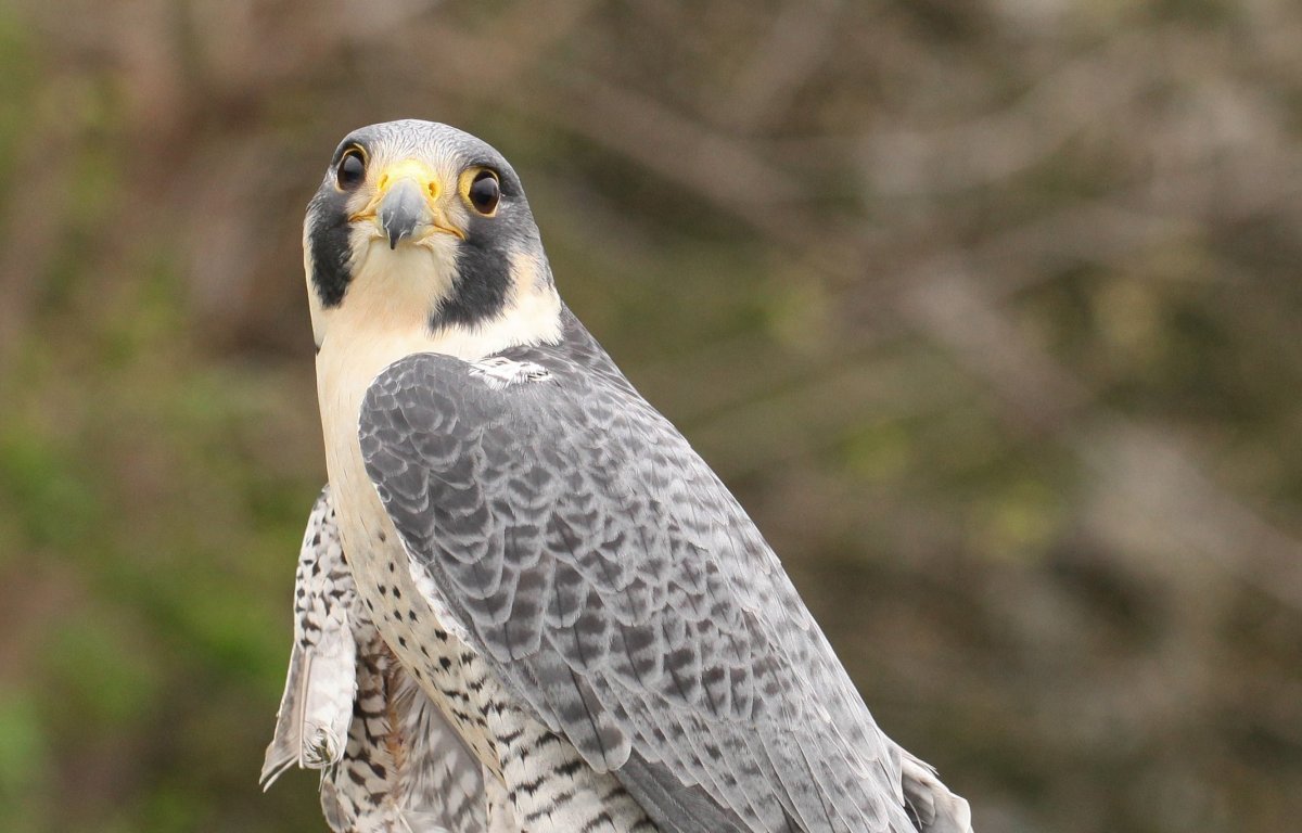 И Сапсан и балобан и Кречет