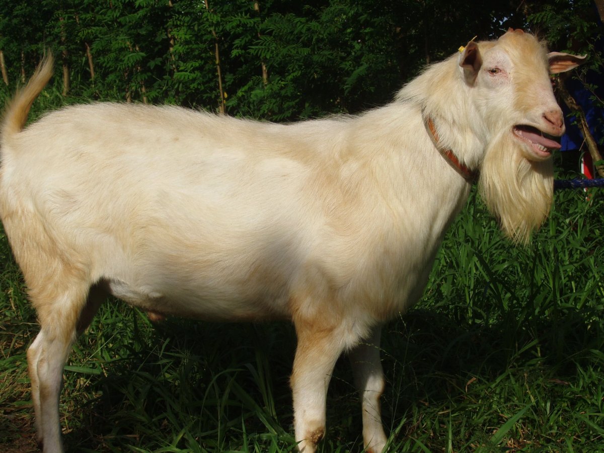 Козёл гулаби