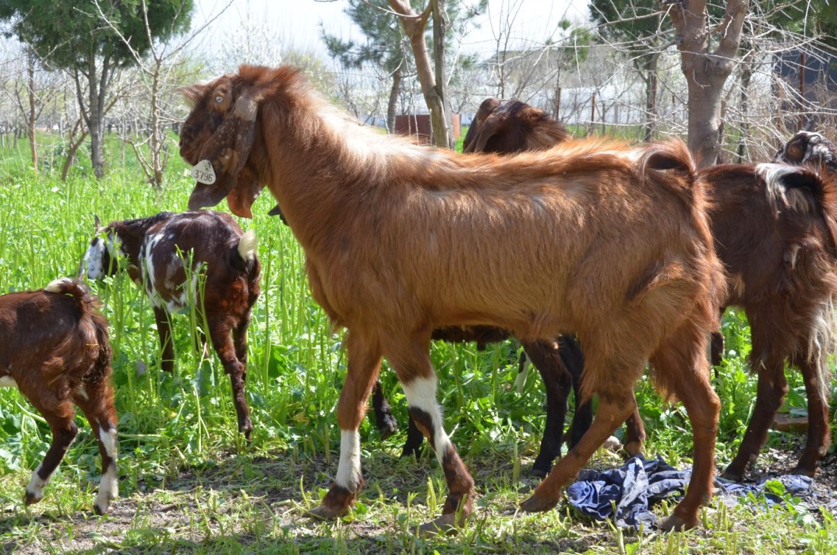 Козочки на траве