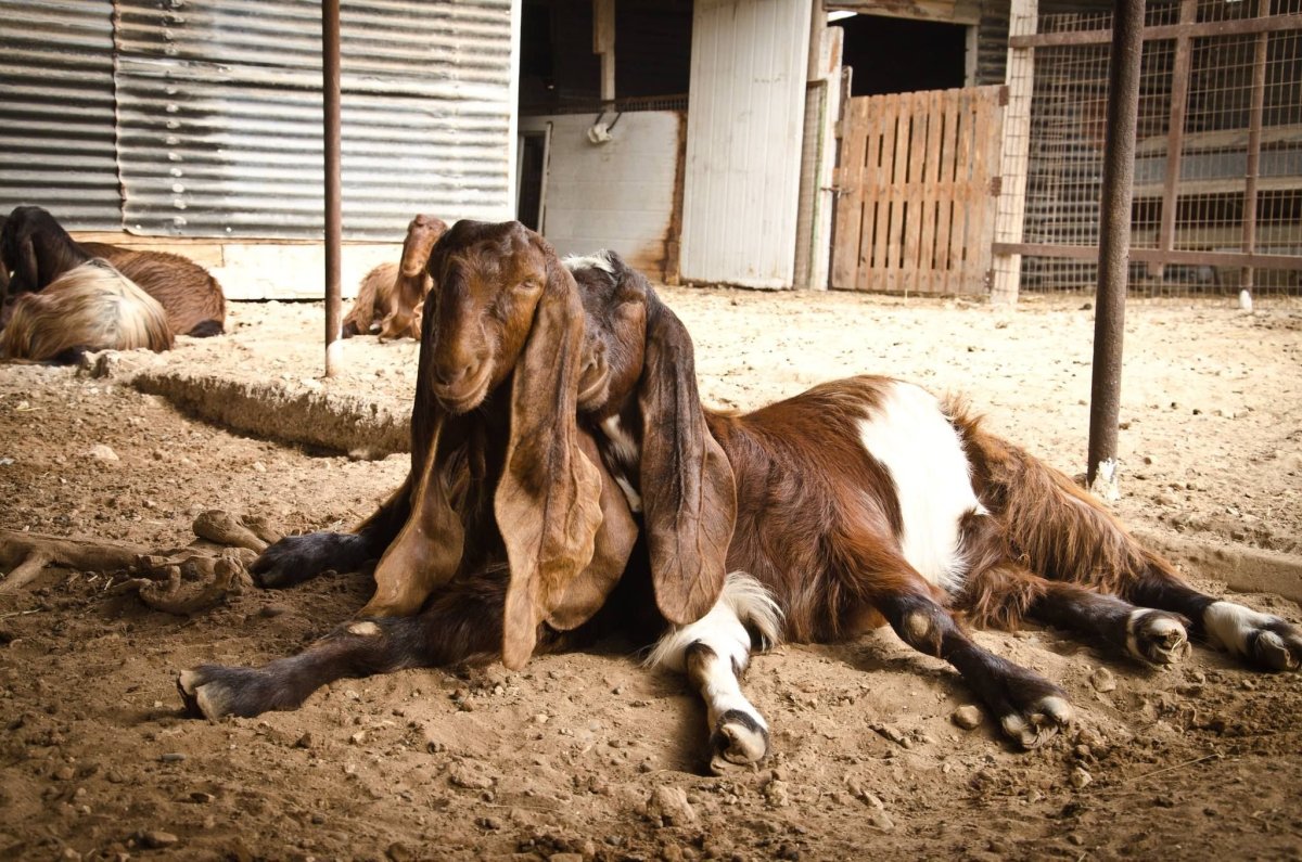 Дамасские козы детеныш