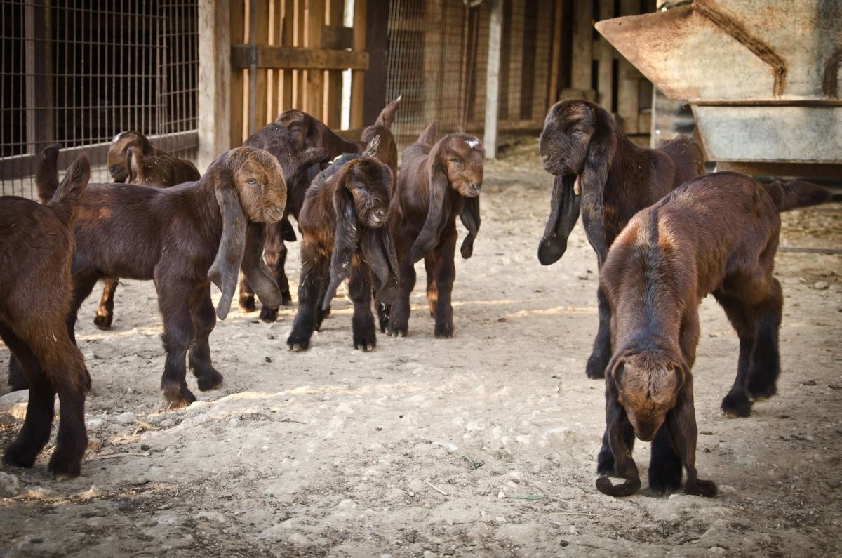 Гулаби козлята