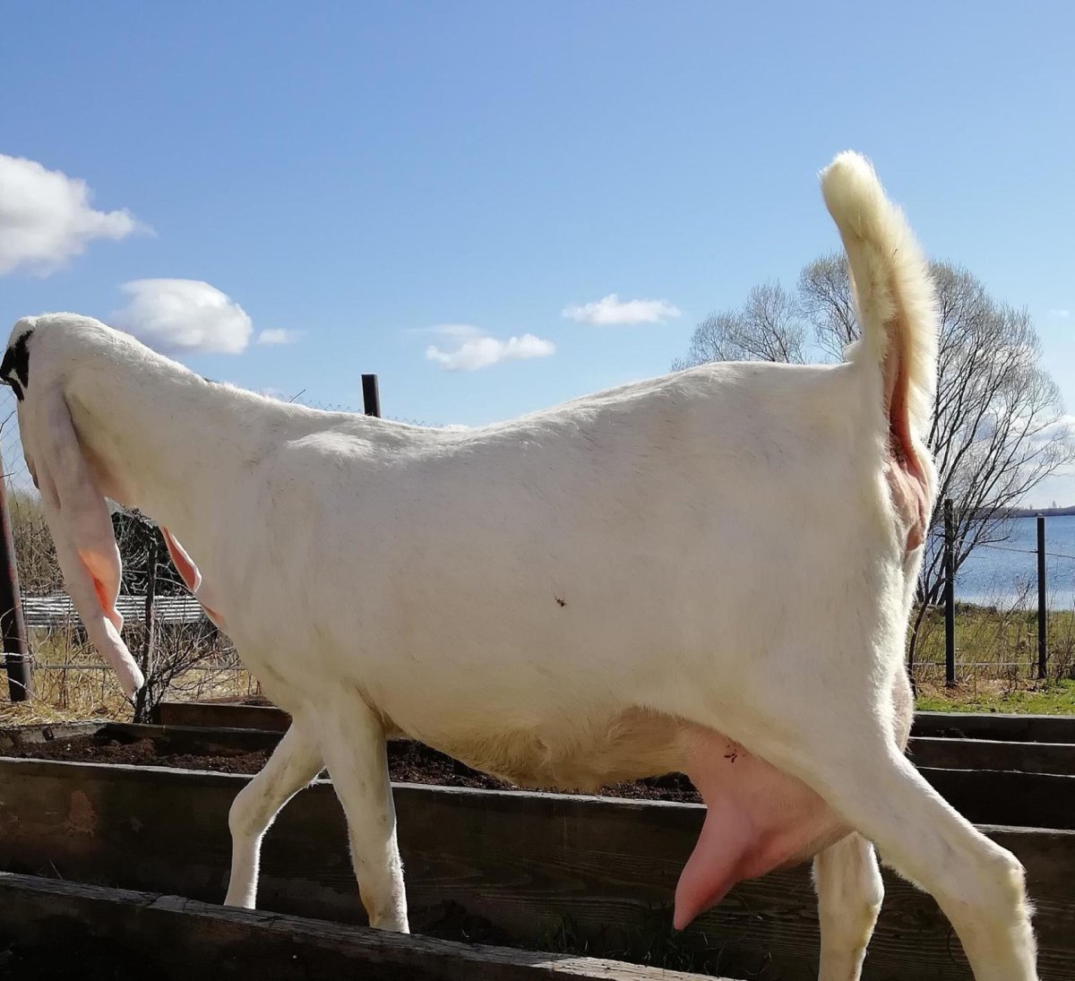 Козлята породы гулаби