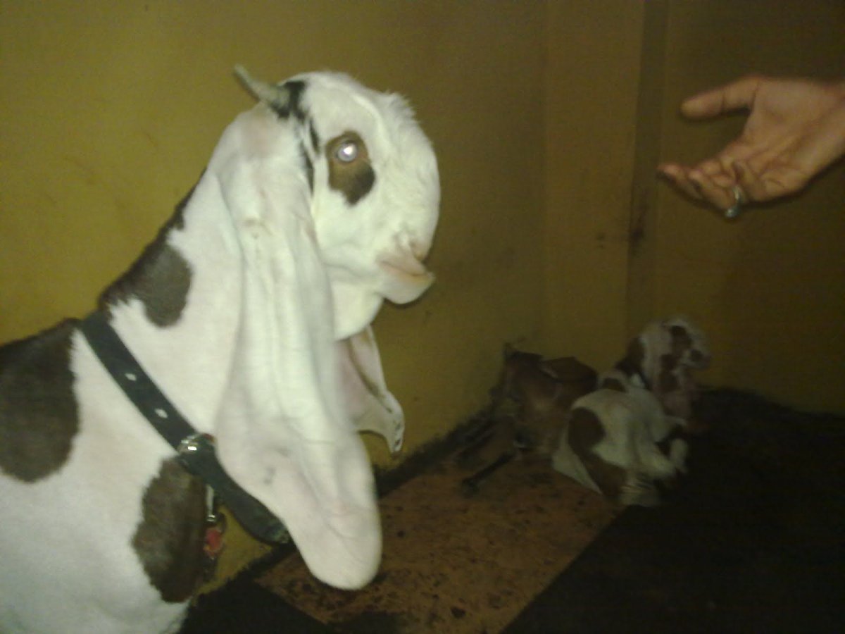 Породы Козлов