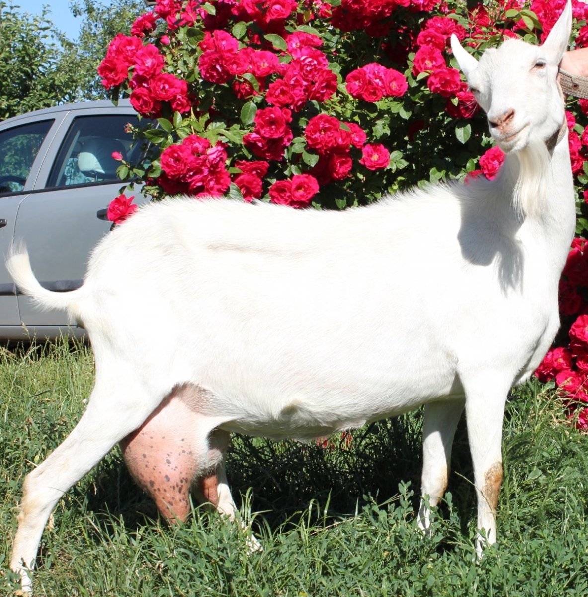 Зааненская коза