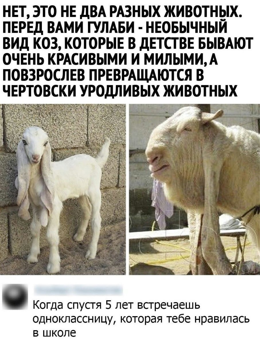 Вид коз гулаби