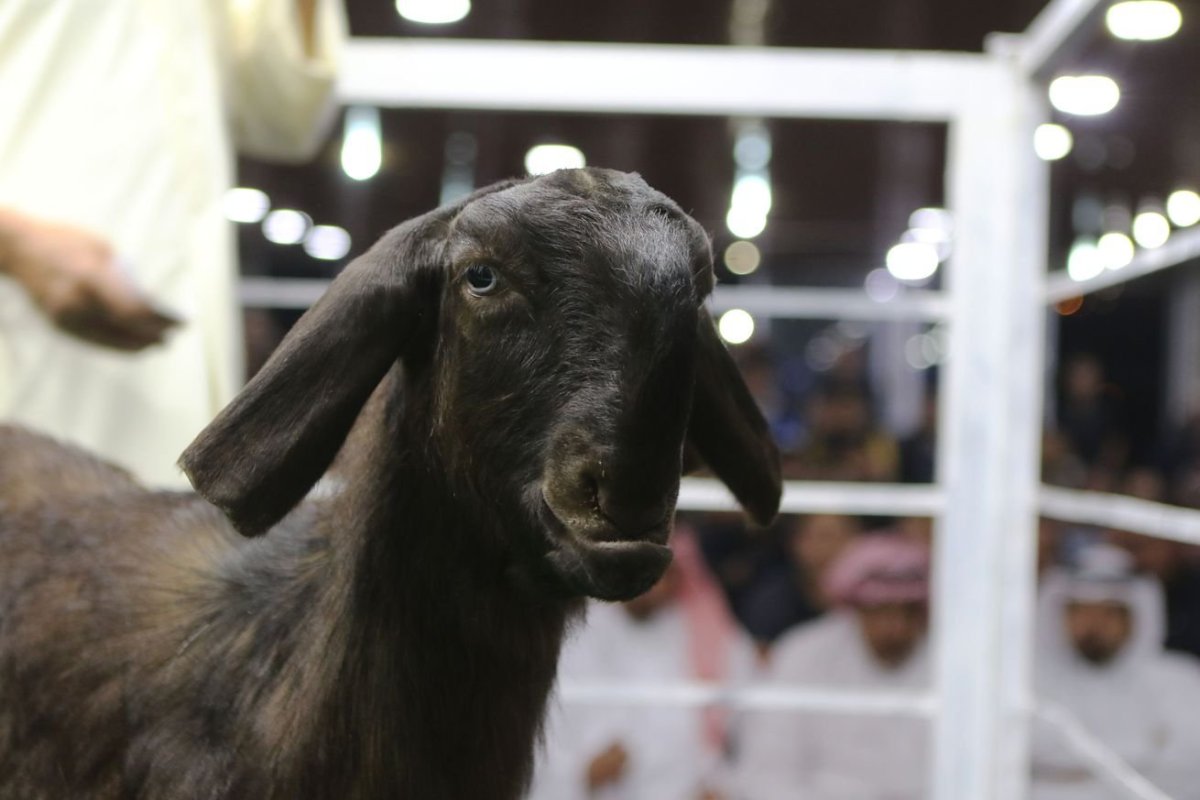 Пакистанский козёл Шами