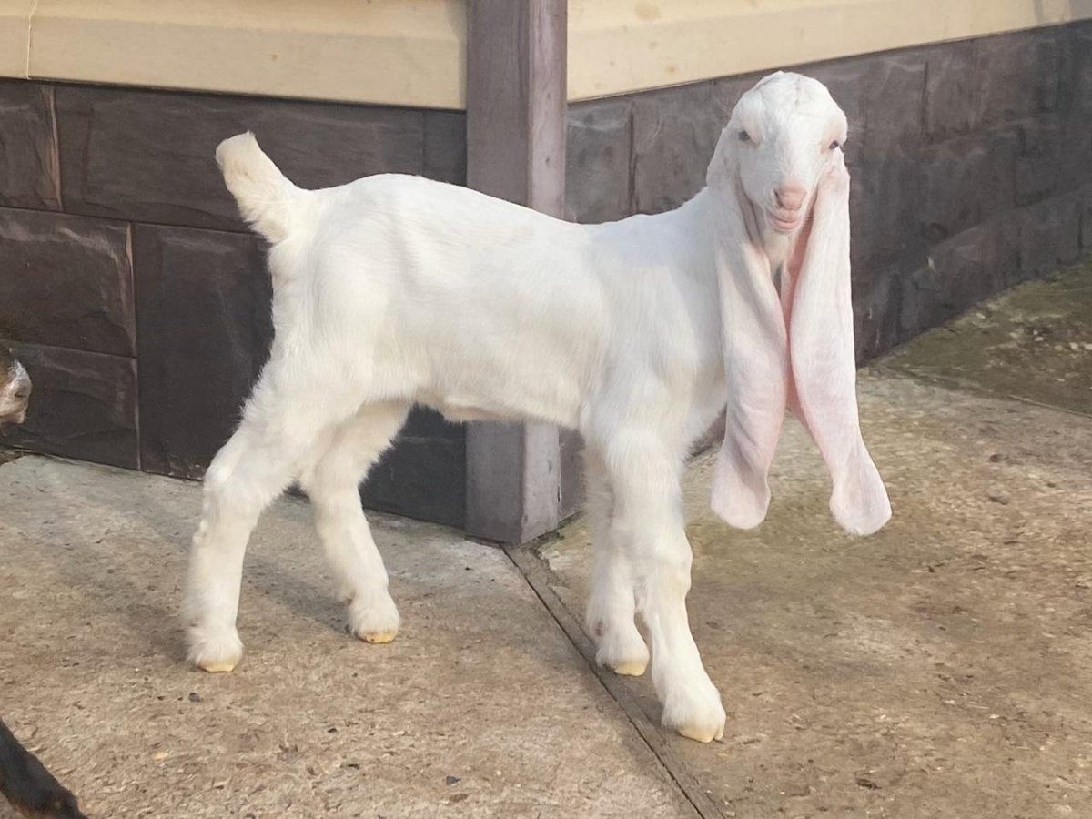 Пакистанские гулаби