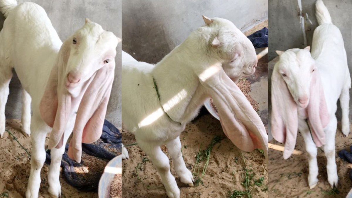 Самец гулаби козы