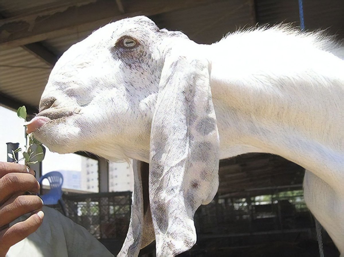 Вислоухая коза