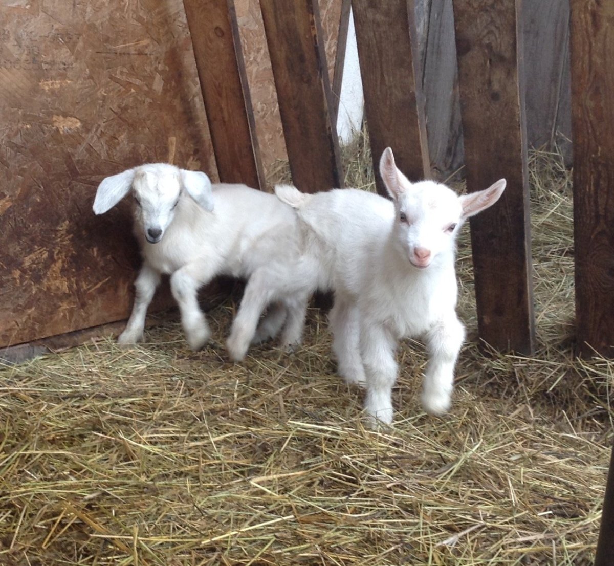 Гулаби козы