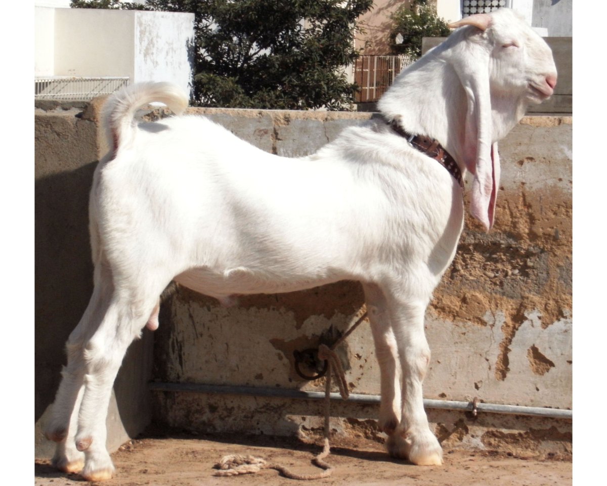 Козлята Таджикистан