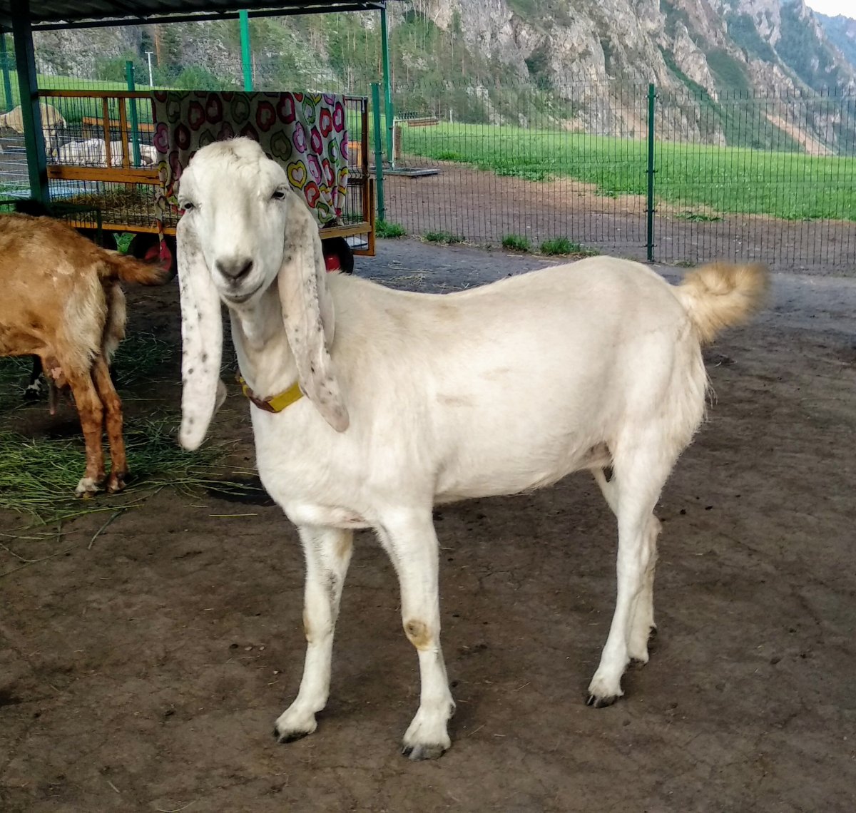 Порода Козлов афганского