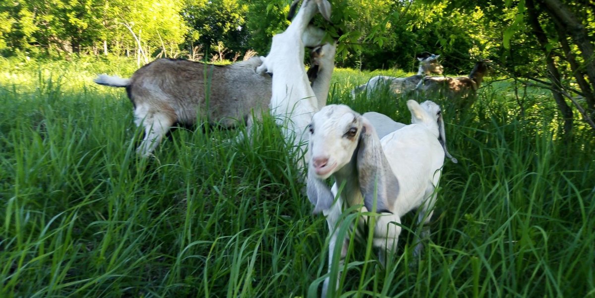 Козы породы Шами