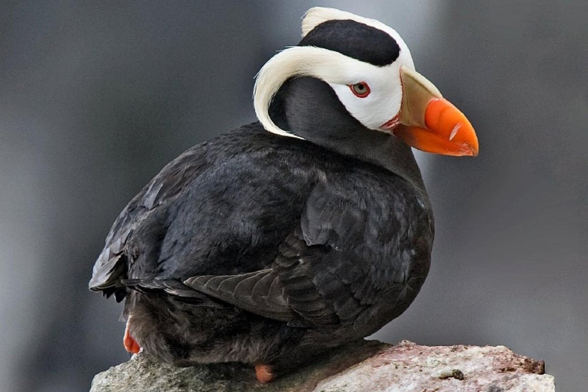 Птица с большим красным клювом