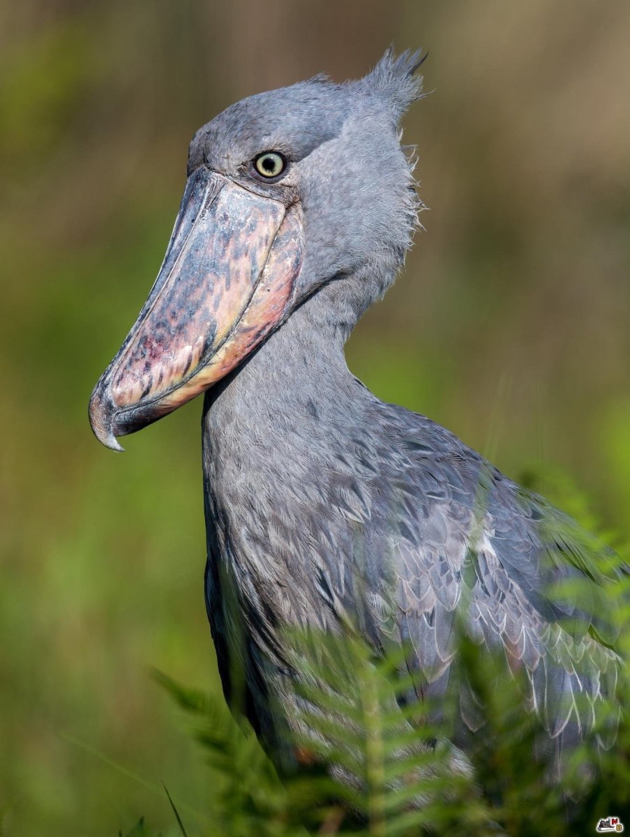 Shoebill Stork птица