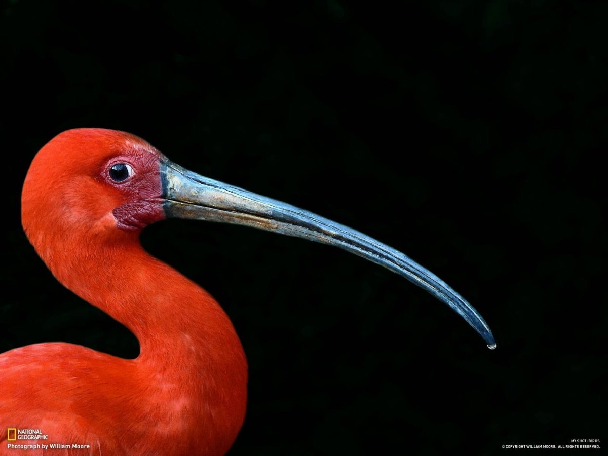 Птица с длинным клювом Ибис
