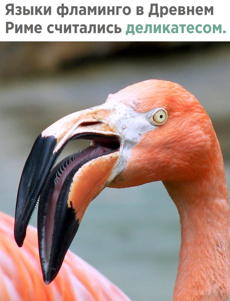 Строение клюва Фламинго