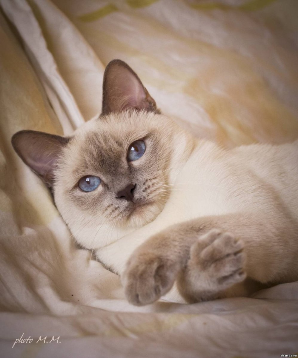 Тайский Блю Пойнт