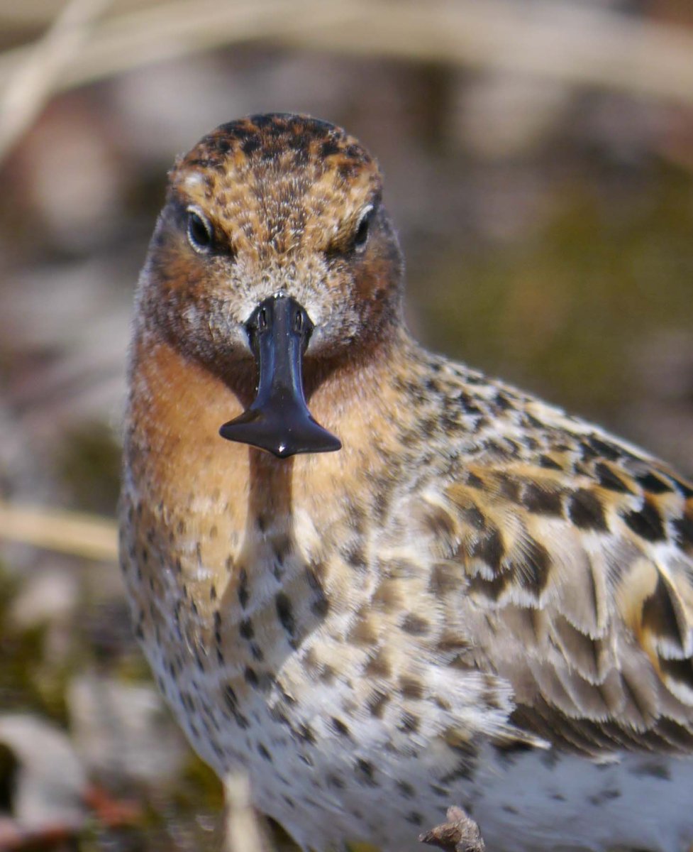 Кулик Лопатник