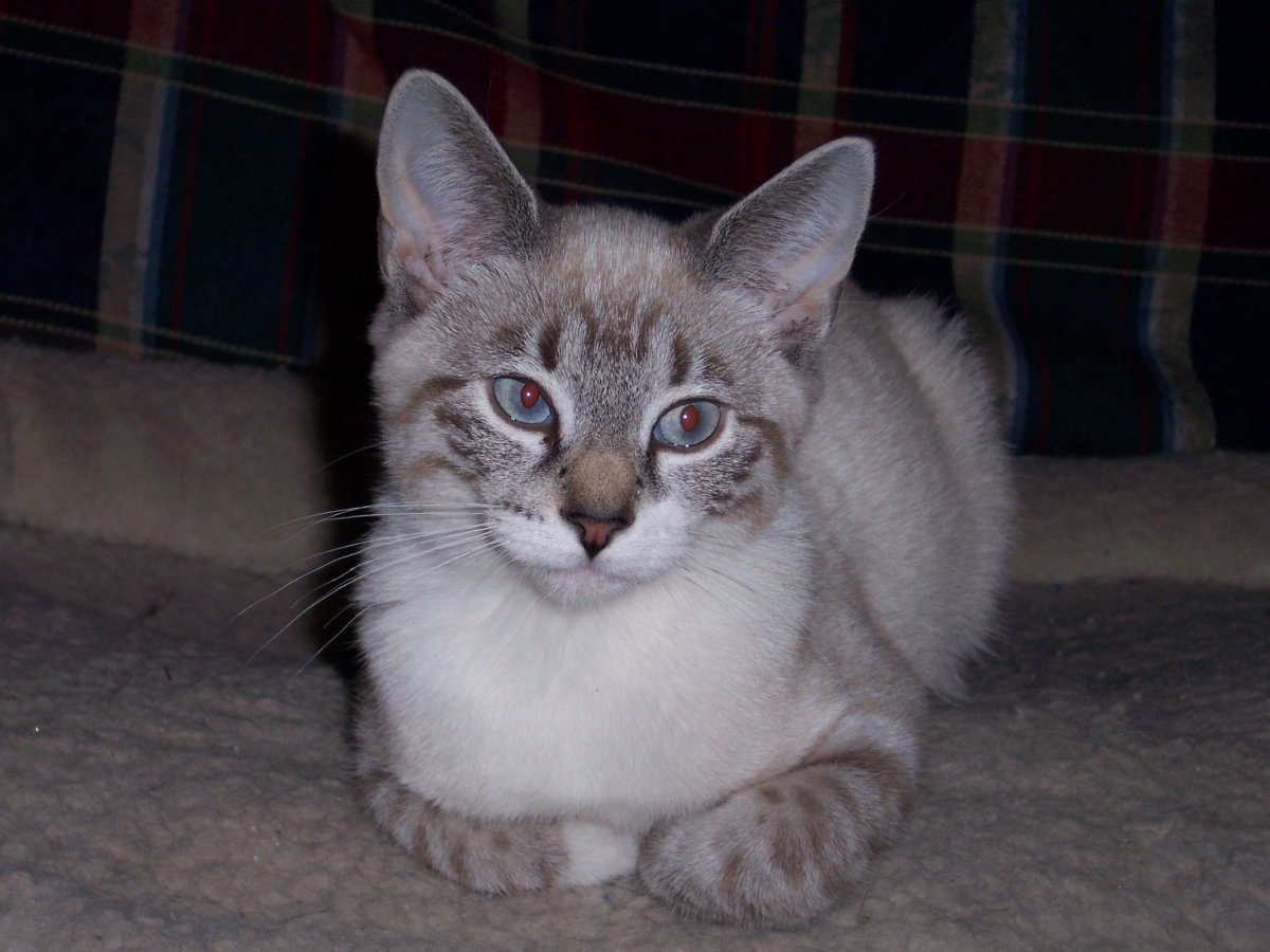 Сиамская кошка Линкс Пойнт