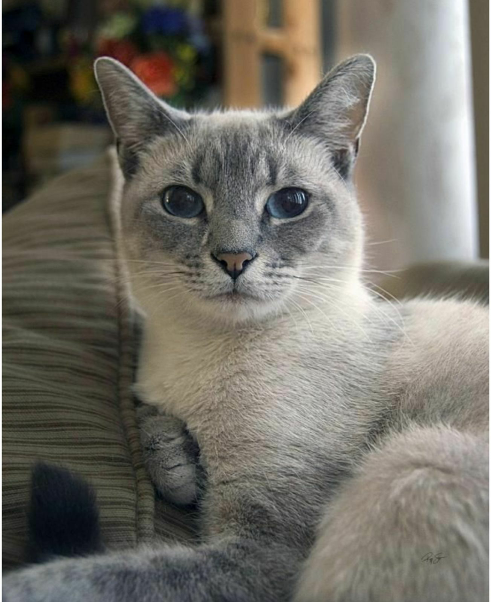 Тайская кошка голубой Пойнт