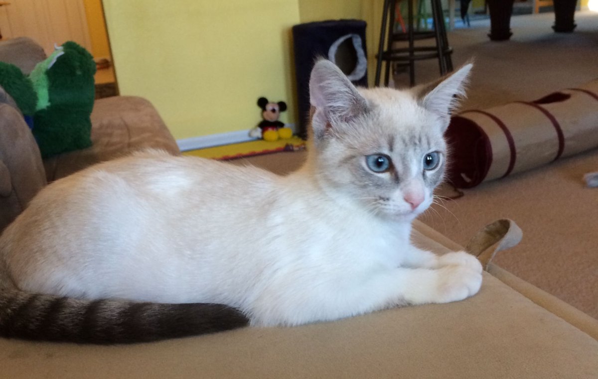 Линкс табби поинт тайская