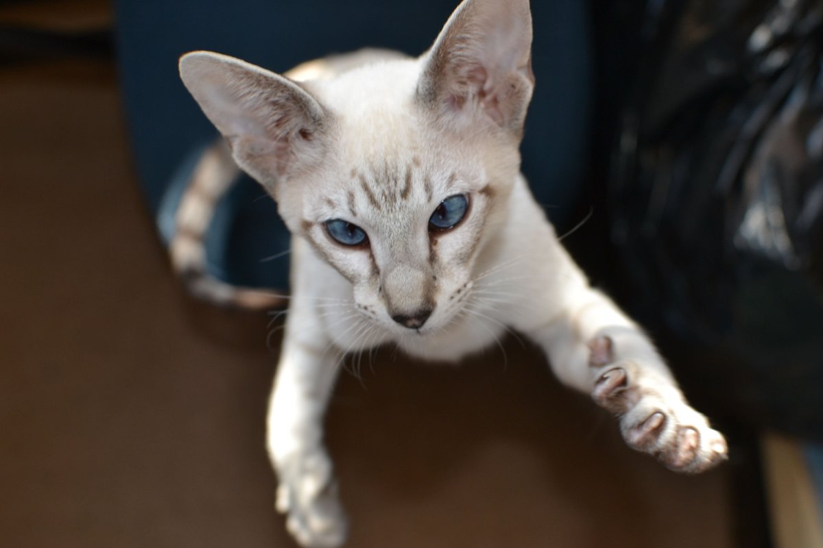 Тайский табби Пойнт