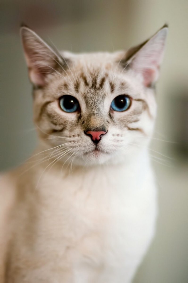 Тайская кошка табби Пойнт