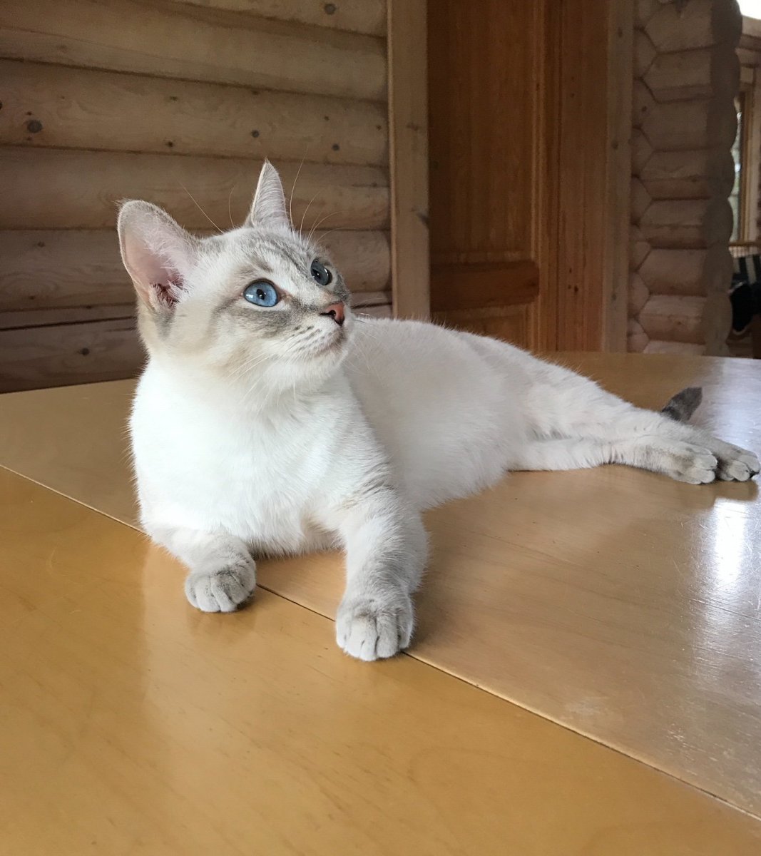 Тебби Пойнт тайская кошка