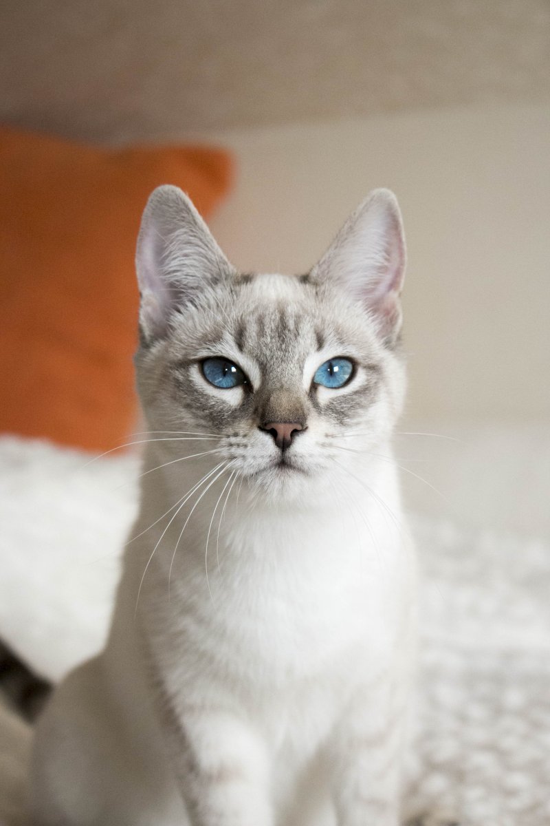 Тайский табби Пойнт