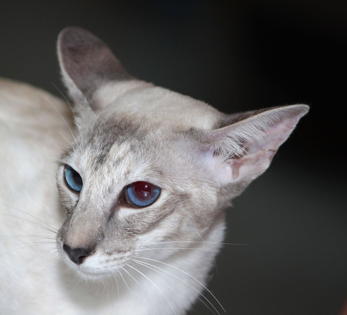 Блю тебби Пойнт